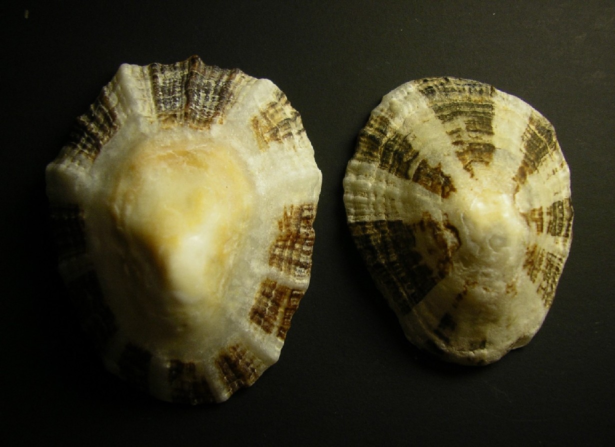 Patella ulyssiponensis var. tarentina